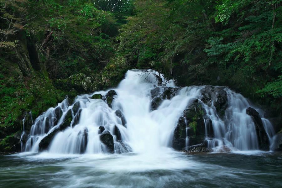 中野白滝(なかのしらたき)【岩手県久慈市】