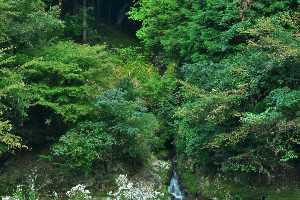 猪屋の滝
